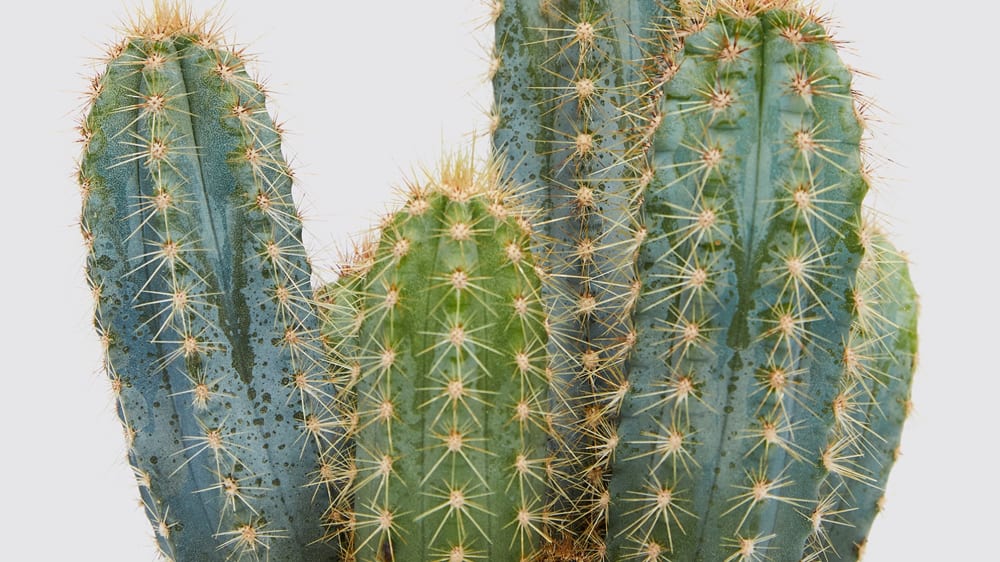 Complete guide to cactus care Patch Plants